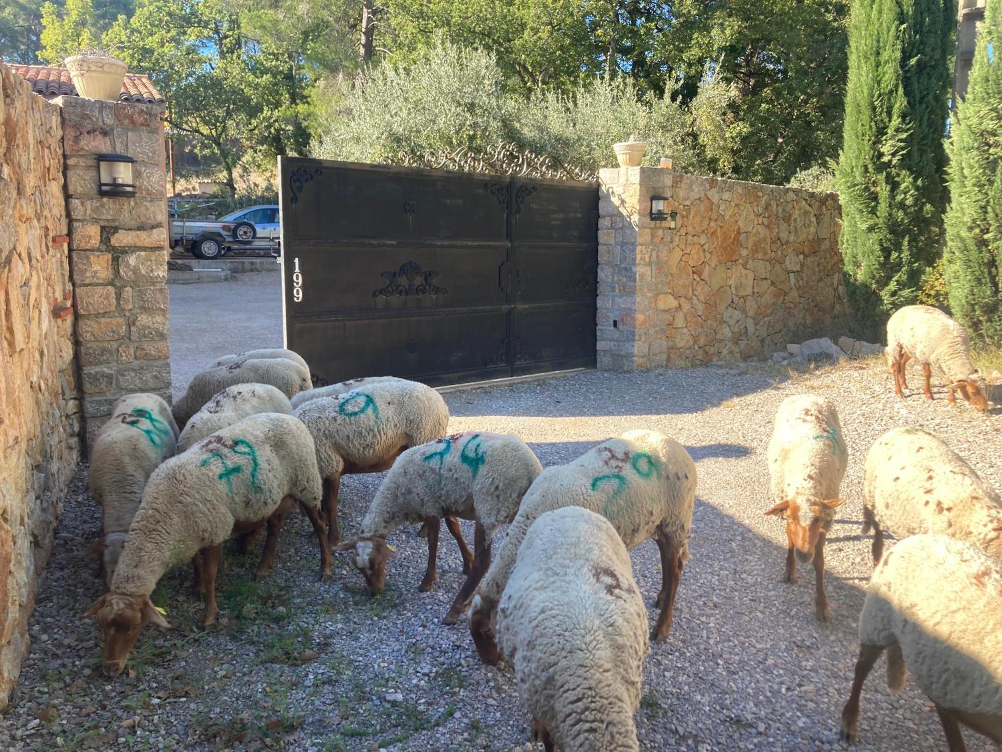 Gite Le Mas Des Oliviers Draguignan Dış mekan fotoğraf